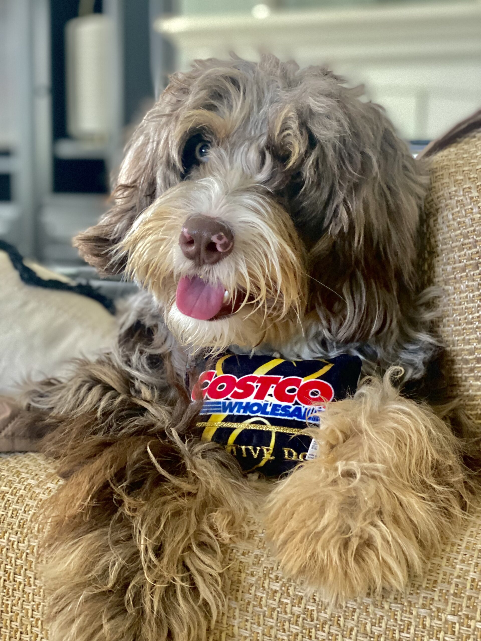 Hershey in California