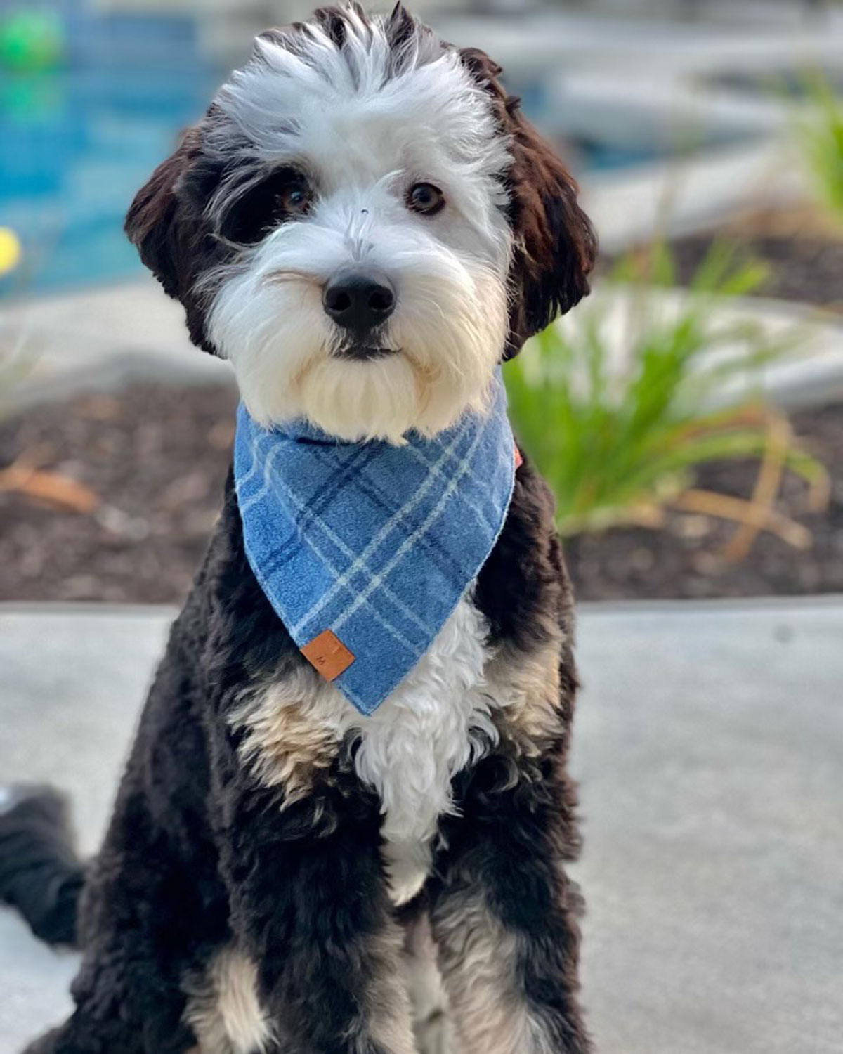 Bentley in California