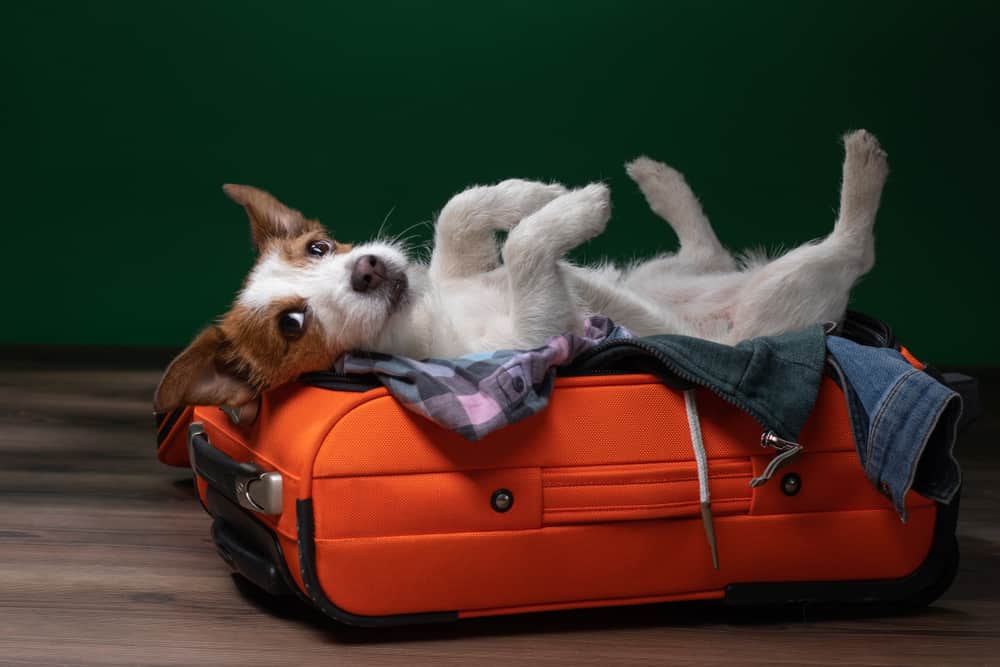 Nana's Dog Boarding - Haleyville Alabama