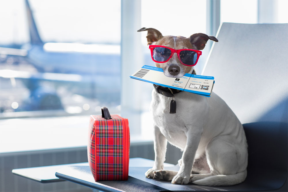 Six Things Your Dog Wants You to Know About Boarding Six Things Your Dog Wants You to Know About Boarding